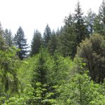 Photo 22 for 80 acres on Potato Creek - Hayfork, CA
