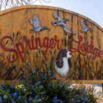 Photo 4 for Springer Lodge