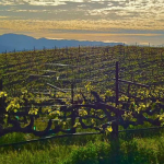 Photo 3 for Anderson Valley Estate Winery and Vineyard