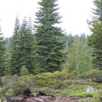 Photo 12 for Grizzly Ridge