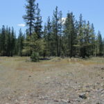 Photo 10 for Kidder Creek West - 5 Acre Scott Valley Homesite