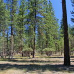 Photo 12 for Kidder Creek West - 5 Acre Scott Valley Homesite