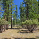 Photo 3 for Kidder Creek West - 5 Acre Scott Valley Homesite