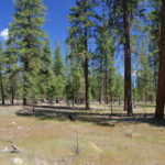 Photo 11 for Kidder Creek West - 5 Acre Scott Valley Homesite