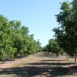 Photo 6 for Winters Walnut Orchard