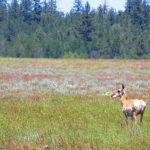 Photo 17 for Dillon Lake Ranch