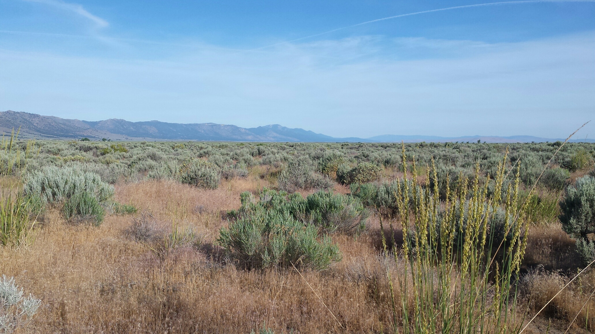 BLM taking comments about helicopter roundups Wyoming