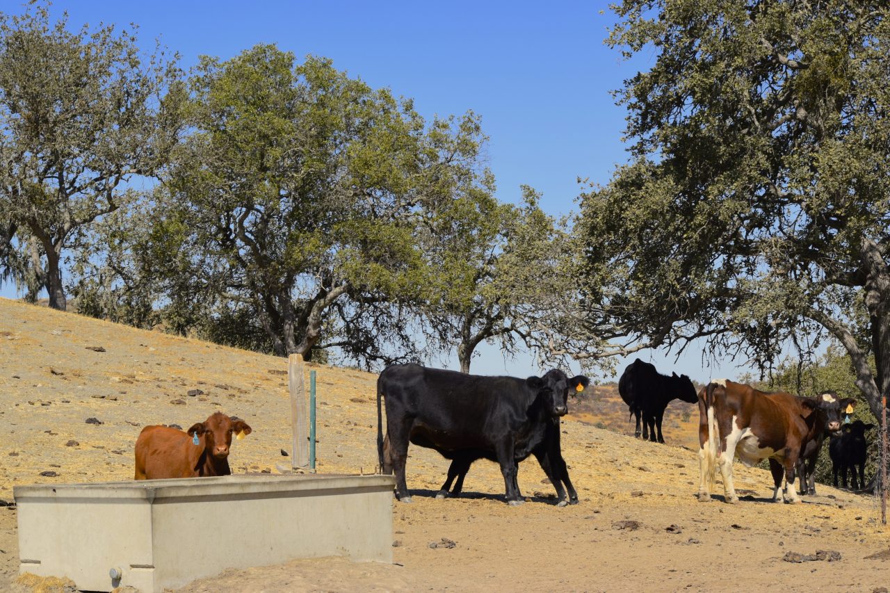 Freeman Ranch California Outdoor Properties