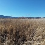 Photo 9 for Susan River Irrigated Pasture