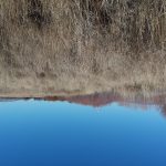 Photo 12 for Susan River Irrigated Pasture