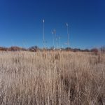 Photo 20 for Susan River Irrigated Pasture