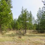 Photo 11 for Black Ranch Road 5 acre lot