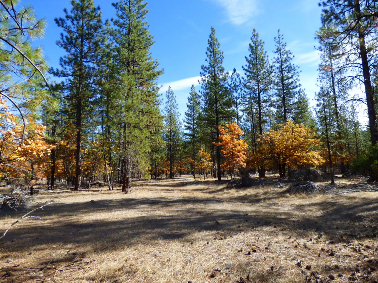 Whispering Pines Acreage California Outdoor Properties