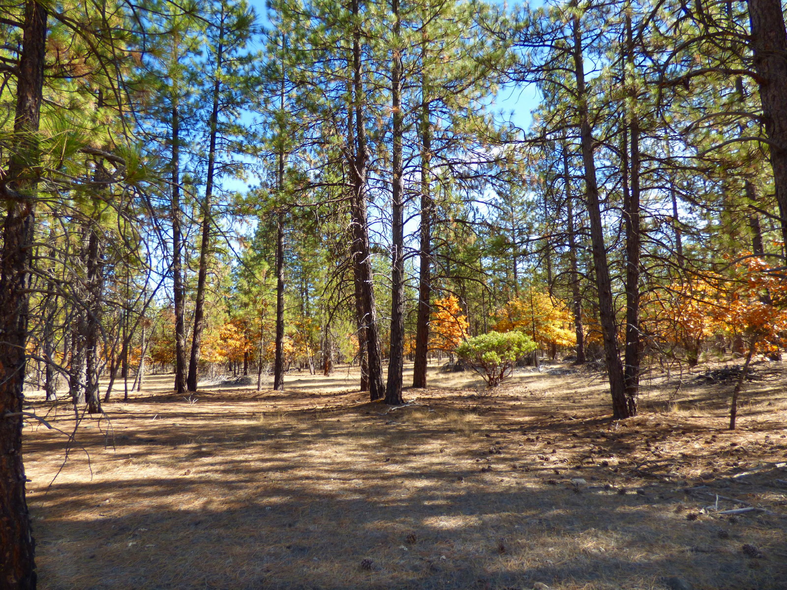 Whispering Pines Acreage California Outdoor Properties