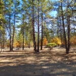 Photo 15 for Whispering Pines Acreage