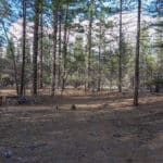 Photo 7 for Whispering Pines Acreage