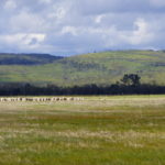Photo 13 for North Chico Grasslands