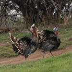 Photo 15 for Eshom Valley Ranch