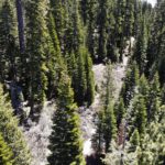 Photo 7 for Yuba Pass Tall Timber