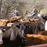 Photo 18 for N3 Cattle Company
