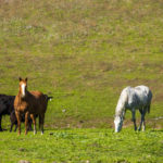 Photo 11 for Roen Ranch-Hornitos