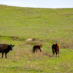 Photo 9 for Roen Ranch-Hornitos