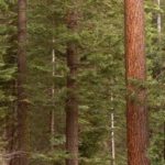 Photo 7 for Yosemite