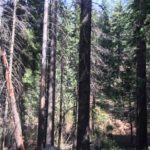 Photo 18 for Yosemite