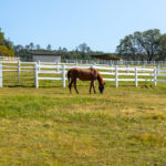 Photo 9 for Summerwood Arabians Equestrian Property