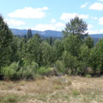 Photo 18 for Feather River Meadowlands