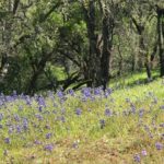 Photo 2 for Steele Canyon Lot at Lake Berryessa