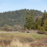 Photo 7 for Big Signal Wilderness Ranch