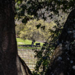 Photo 15 for Paloma Creek Vineyard Ranch