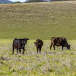 Photo 2 for Rancho los Cerritos