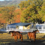 Photo 5 for Highland Springs Equestrian Center