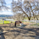 Photo 32 for Highland Springs Equestrian Center