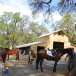 Photo 9 for Highland Springs Equestrian Center