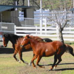 Photo 7 for Highland Springs Equestrian Center