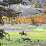Photo 1 for Highland Springs Equestrian Center