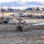 Photo 7 for Ruby Mountain Ranch