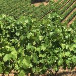 Photo 5 for Tailem Bend Vineyard