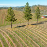 Photo 103 for Tailem Bend Vineyard