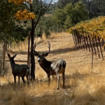 Photo 56 for Tailem Bend Ranch and Vineyard