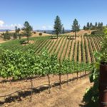 Photo 2 for Tailem Bend Vineyard