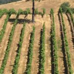 Photo 12 for Tailem Bend Vineyard