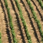Photo 11 for Tailem Bend Vineyard