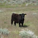 Photo 9 for Humphrey Ranch