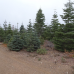 Photo 10 for Duffey Dome