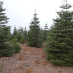 Photo 11 for Duffey Dome