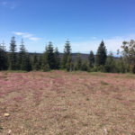 Photo 15 for Duffey Dome